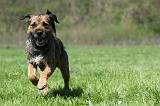 BORDER TERRIER 056